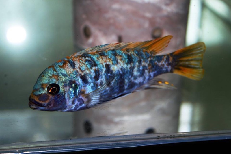 Maylandia zebra 'Chiwi Rocks'